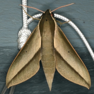 Theretra queenslandi (Queensland Hawk Moth) at Lilli Pilli, NSW - 16 Jan 2020 by jb2602