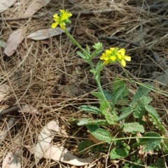 Unverified Plant at Nicholls, ACT - 18 Jan 2020 by Bioparticles