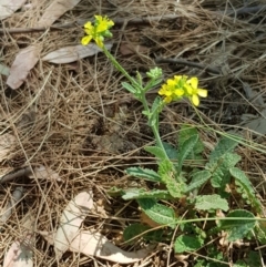 Unidentified Plant at Nicholls, ACT - 18 Jan 2020 by Bioparticles