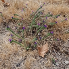 Echium plantagineum (Paterson's Curse) at Nicholls, ACT - 18 Jan 2020 by Bioparticles