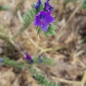 Echium plantagineum at Nicholls, ACT - 18 Jan 2020