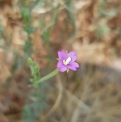 Epilobium billardiereanum subsp. cinereum (Hairy Willow Herb) at Nicholls, ACT - 18 Jan 2020 by Bioparticles