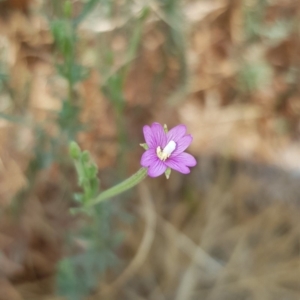 Epilobium billardiereanum subsp. cinereum at Nicholls, ACT - 18 Jan 2020