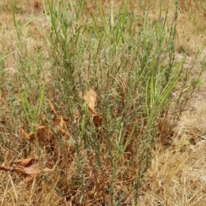 Epilobium billardiereanum subsp. cinereum at Nicholls, ACT - 18 Jan 2020