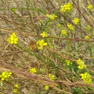 Apis mellifera at Nicholls, ACT - 18 Jan 2020