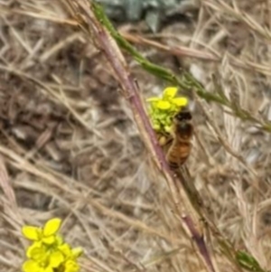 Apis mellifera at Nicholls, ACT - 18 Jan 2020