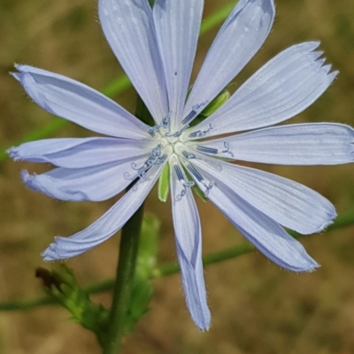 Cichorium intybus (Chicory) at Nicholls, ACT - 18 Jan 2020 by Bioparticles