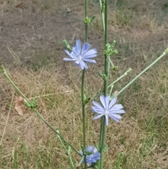 Cichorium intybus at Nicholls, ACT - 18 Jan 2020