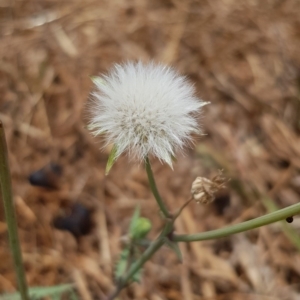 Sonchus asper at Nicholls, ACT - 18 Jan 2020 12:20 PM