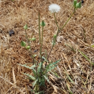 Sonchus asper at Nicholls, ACT - 18 Jan 2020 12:20 PM