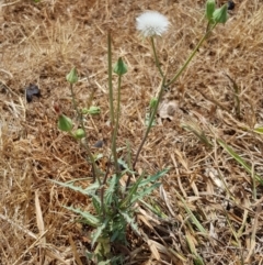 Sonchus asper at Nicholls, ACT - 18 Jan 2020