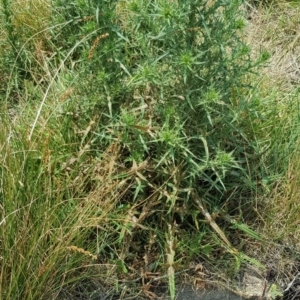 Cirsium vulgare at Nicholls, ACT - 18 Jan 2020