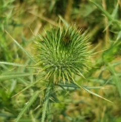 Cirsium vulgare at Nicholls, ACT - 18 Jan 2020