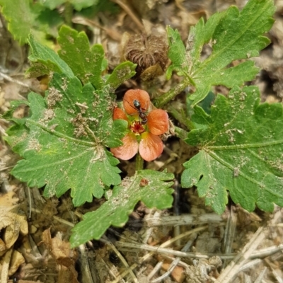 Modiola caroliniana (Red-flowered Mallow) at Nicholls, ACT - 18 Jan 2020 by Bioparticles