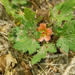 Modiola caroliniana at Nicholls, ACT - 18 Jan 2020