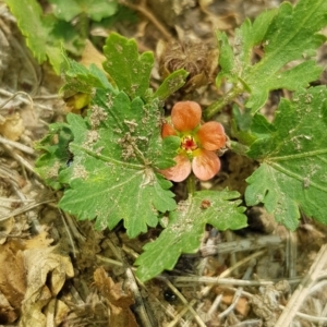 Modiola caroliniana at Nicholls, ACT - 18 Jan 2020