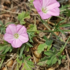 Convolvulus angustissimus subsp. angustissimus (Australian Bindweed) at Nicholls, ACT - 18 Jan 2020 by Bioparticles