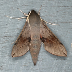 Hippotion scrofa (Coprosma Hawk Moth) at Lilli Pilli, NSW - 16 Jan 2020 by jb2602