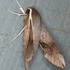 Hippotion scrofa at Lilli Pilli, NSW - 16 Jan 2020