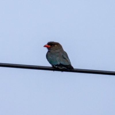 Eurystomus orientalis (Dollarbird) at Red Hill Nature Reserve - 18 Jan 2020 by JamWiRe