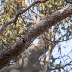 Pardalotus striatus (Striated Pardalote) at Red Hill Nature Reserve - 26 Dec 2019 by JamWiRe