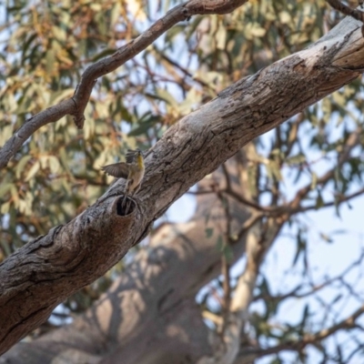 Pardalotus striatus (Striated Pardalote) at Deakin, ACT - 26 Dec 2019 by JamWiRe