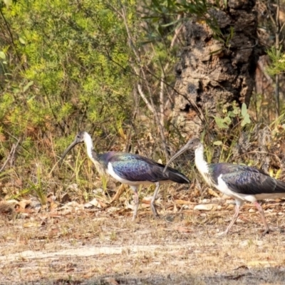 Threskiornis spinicollis (Straw-necked Ibis) at Penrose - 14 Jan 2020 by Aussiegall