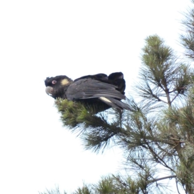 Zanda funerea (Yellow-tailed Black-Cockatoo) at Red Hill, ACT - 18 Jan 2020 by Ct1000