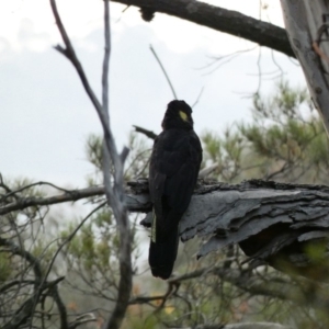 Zanda funerea at Red Hill, ACT - 18 Jan 2020