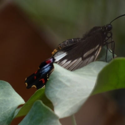 Papilio aegeus (Orchard Swallowtail, Large Citrus Butterfly) at Hughes, ACT - 17 Jan 2020 by Ct1000