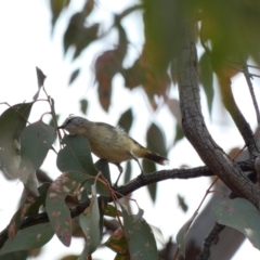 Acanthiza chrysorrhoa (Yellow-rumped Thornbill) at Red Hill Nature Reserve - 17 Jan 2020 by Ct1000