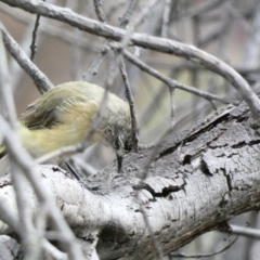 Acanthiza chrysorrhoa at Hughes, ACT - 17 Jan 2020