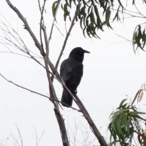 Corvus mellori at Alpine - 4 Nov 2017