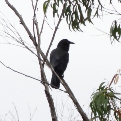 Corvus mellori (Little Raven) at Alpine, NSW - 3 Nov 2017 by JanHartog