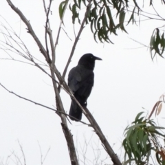 Corvus mellori (Little Raven) at Wingecarribee Local Government Area - 3 Nov 2017 by JanHartog