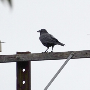 Corvus mellori at Alpine - 4 Nov 2017