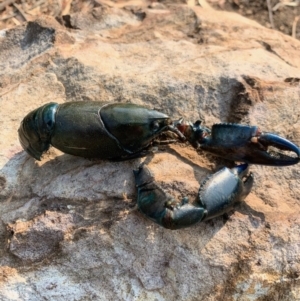 Cherax destructor at Acton, ACT - 18 Jan 2020 04:57 PM