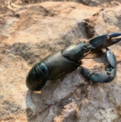 Cherax destructor at Acton, ACT - 18 Jan 2020 04:57 PM