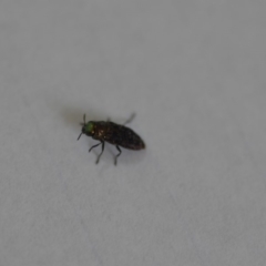 Diphucrania sp. (genus) (Jewel Beetle) at QPRC LGA - 19 Dec 2019 by natureguy