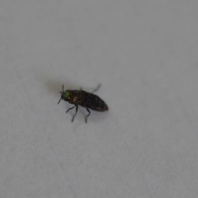Diphucrania sp. (genus) (Jewel Beetle) at QPRC LGA - 19 Dec 2019 by natureguy
