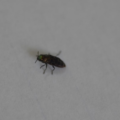 Diphucrania sp. (genus) (Jewel Beetle) at Wamboin, NSW - 19 Dec 2019 by natureguy