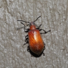 Ecnolagria grandis (Honeybrown beetle) at Hackett, ACT - 14 Jan 2020 by TimL