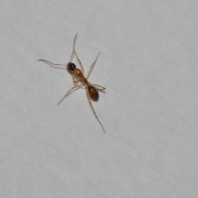 Camponotus claripes (Pale-legged sugar ant) at Wamboin, NSW - 20 Dec 2019 by natureguy