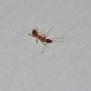 Camponotus claripes at Wamboin, NSW - 20 Dec 2019