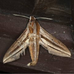 Theretra oldenlandiae (Impatiens Hawk Moth) at Lilli Pilli, NSW - 17 Jan 2020 by jb2602