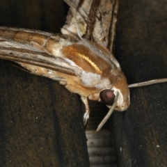 Theretra oldenlandiae at Lilli Pilli, NSW - 17 Jan 2020