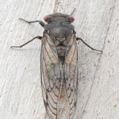 Psaltoda moerens (Redeye cicada) at Gigerline Nature Reserve - 15 Dec 2019 by michaelb