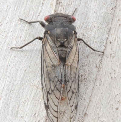 Psaltoda moerens (Redeye cicada) at Tennent, ACT - 15 Dec 2019 by michaelb