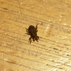 Curculionidae (family) at Wamboin, NSW - 7 Dec 2019 03:59 PM