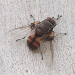 Prodiaphania sp. (genus) (A Tachinid fly) at Tennent, ACT - 15 Dec 2019 by michaelb